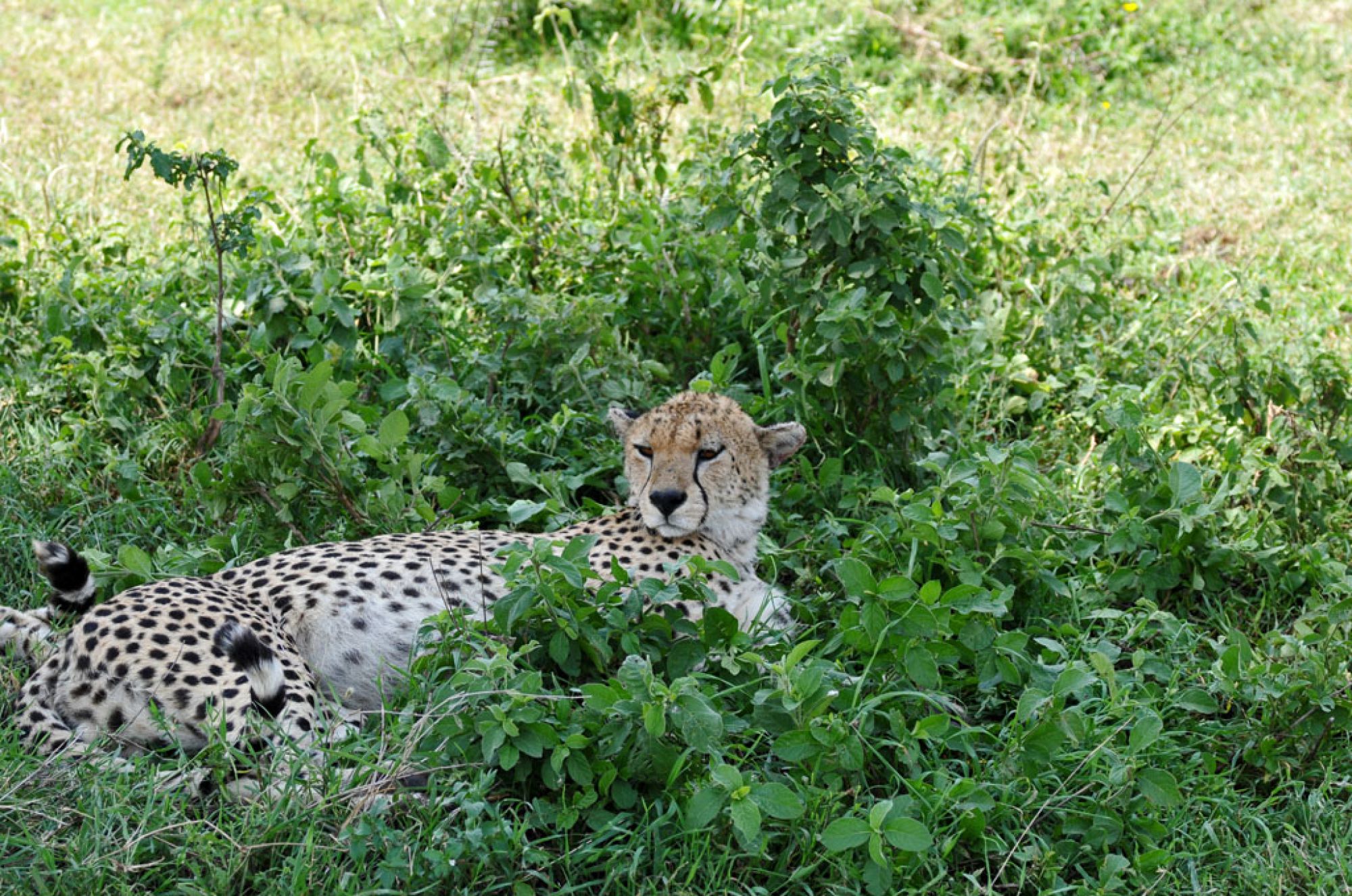 Spirit of Kenya field photograph 107