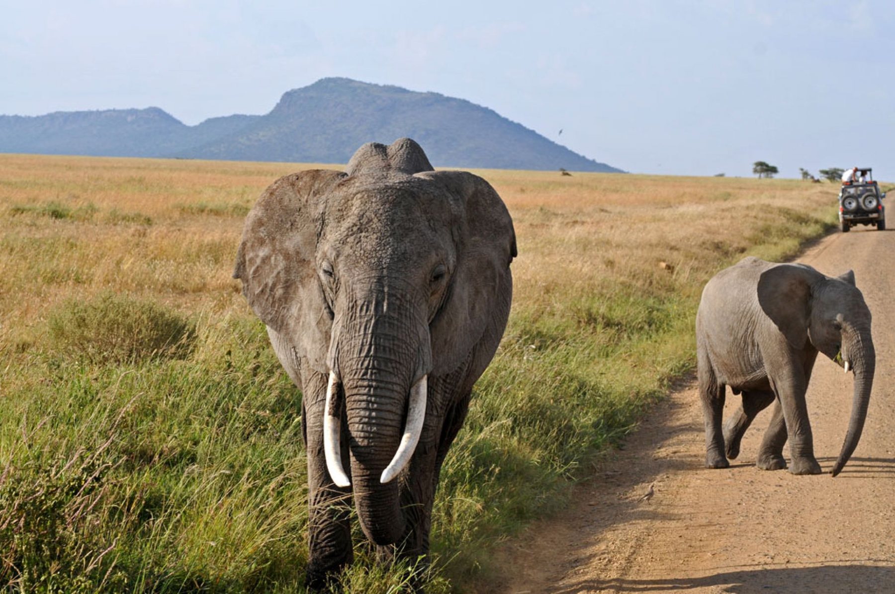 Wild Elephants
