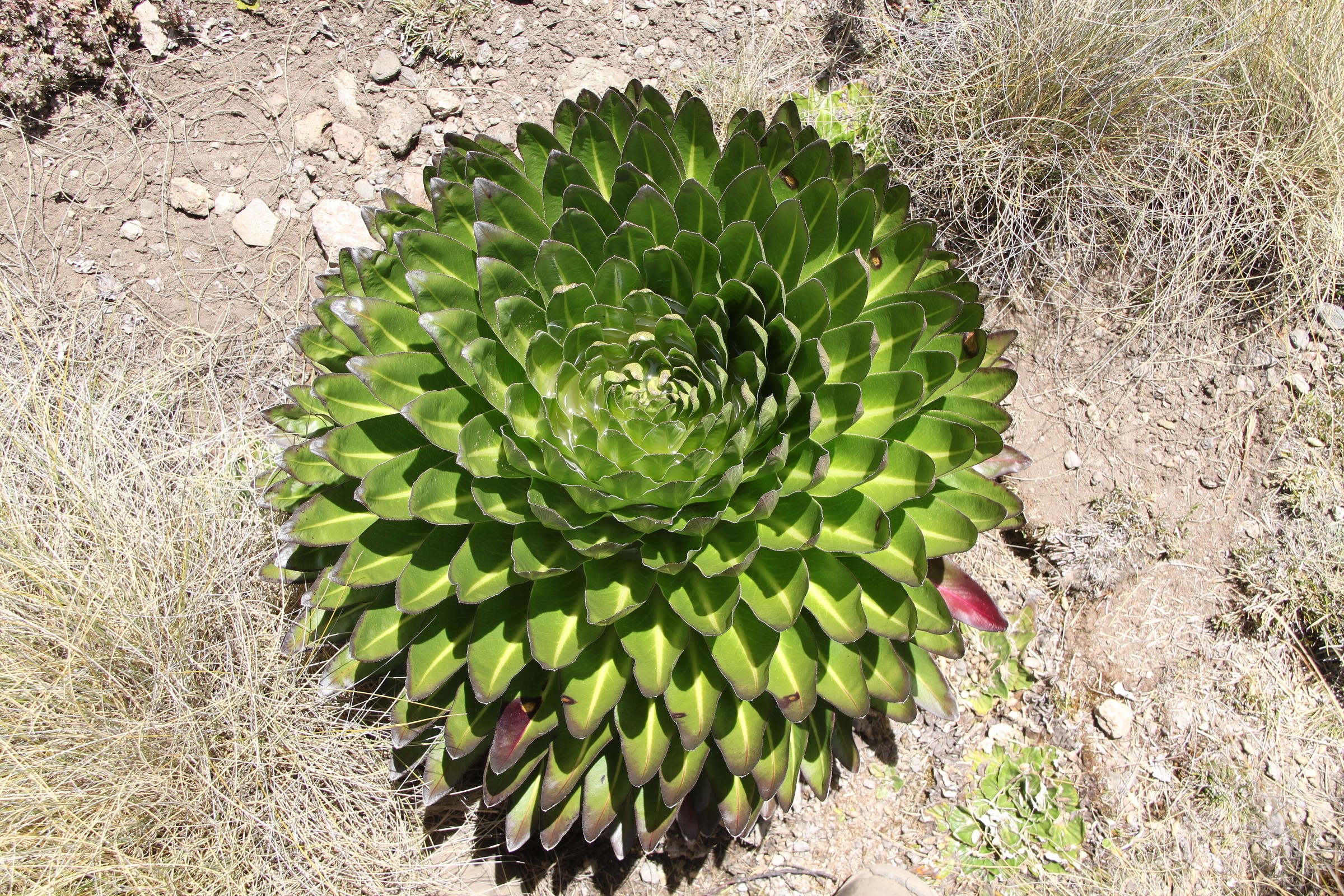 Rosette of a giant lobelia