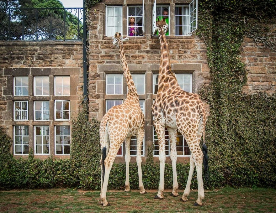 Giraffe Manor 3