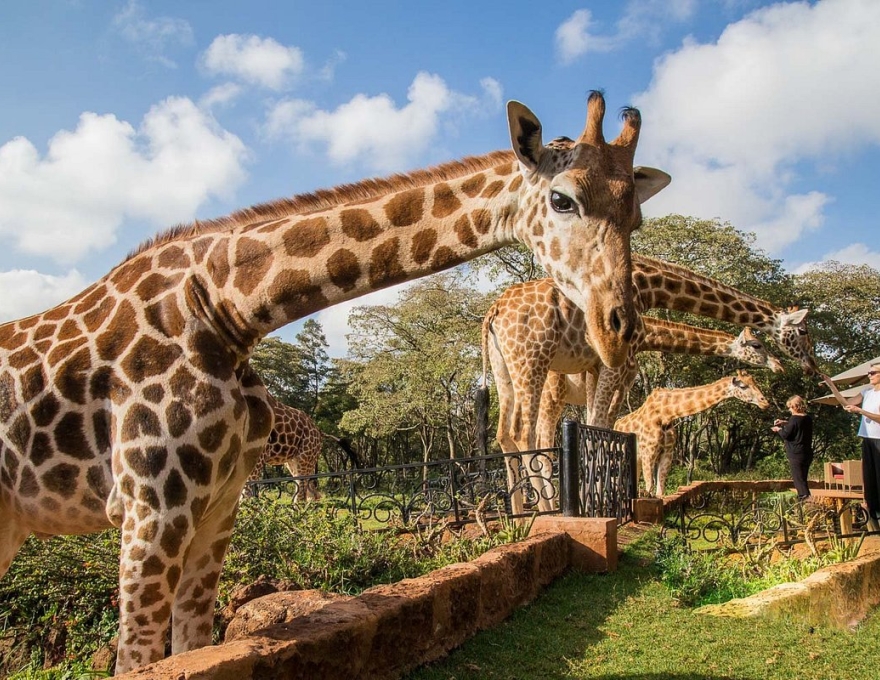 Giraffe Manor 5