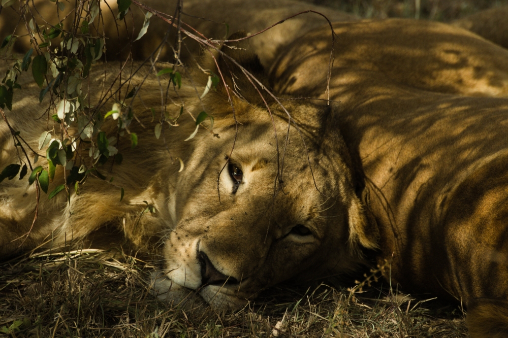 Cape Town and Kruger Safari - Luxury