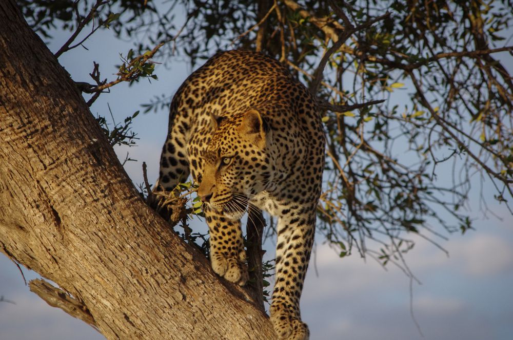 Taste of Kenya 1