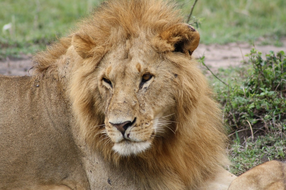Big Kenya 8