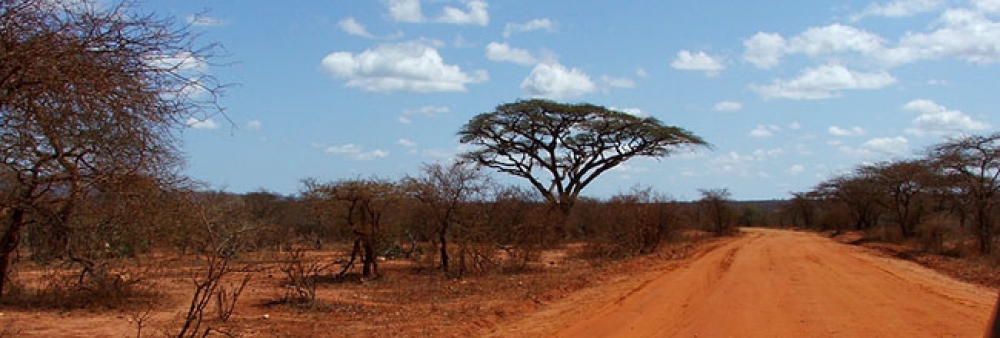 Elephant Footsteps 2