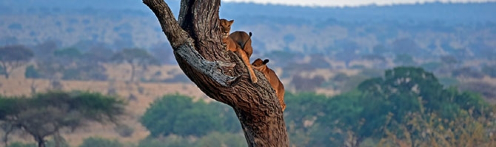 Living Among Lions 1