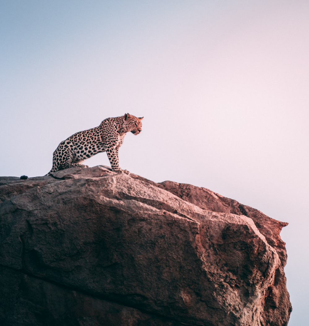 Living Among Lions 3
