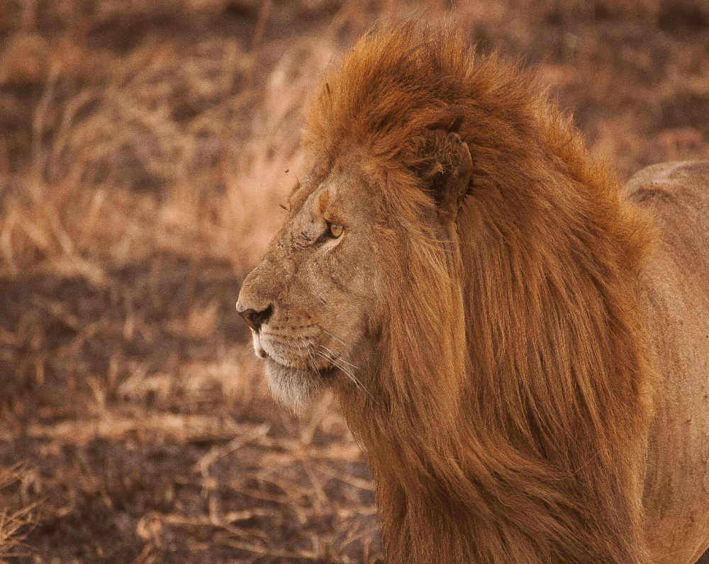 Journey of the Wildebeest 2
