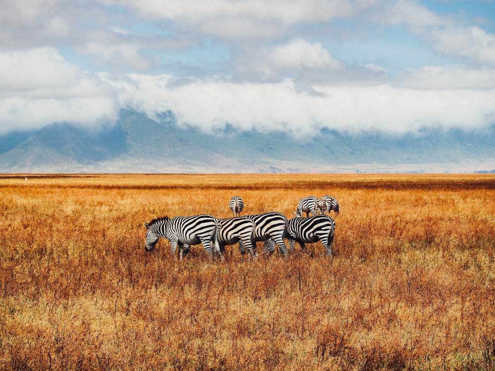 Spirit of Tanzania 3