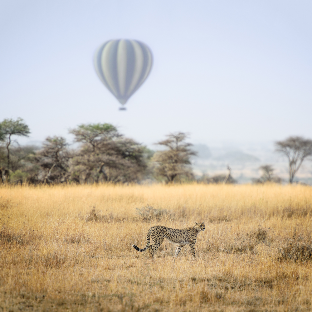 Spirit of Tanzania 4