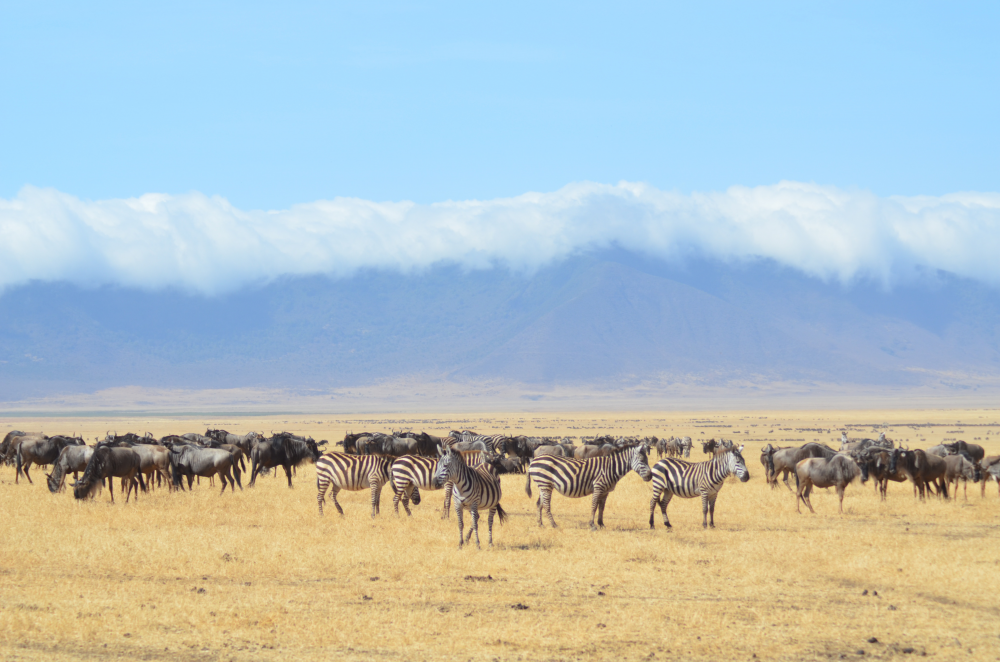Spirit of Tanzania 6
