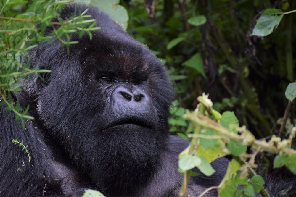 Uganda Gorilla Safari 3
