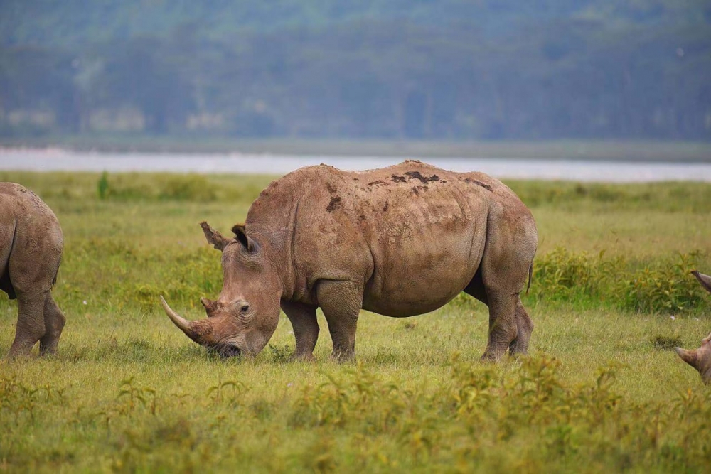 1 Day Lake Nakuru 1