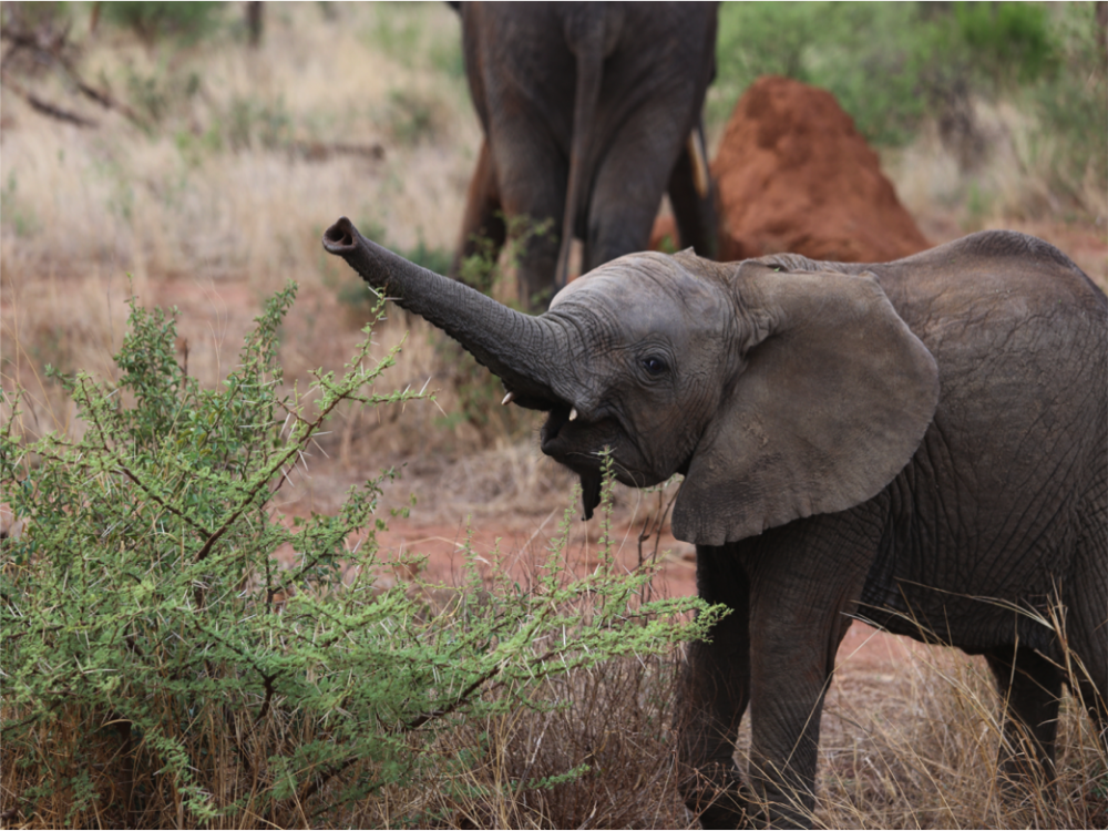 Highlights of Kenya and Tanzania 1