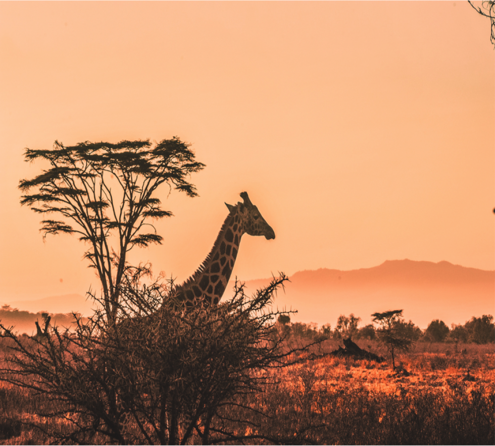 Highlights of Kenya and Tanzania 2