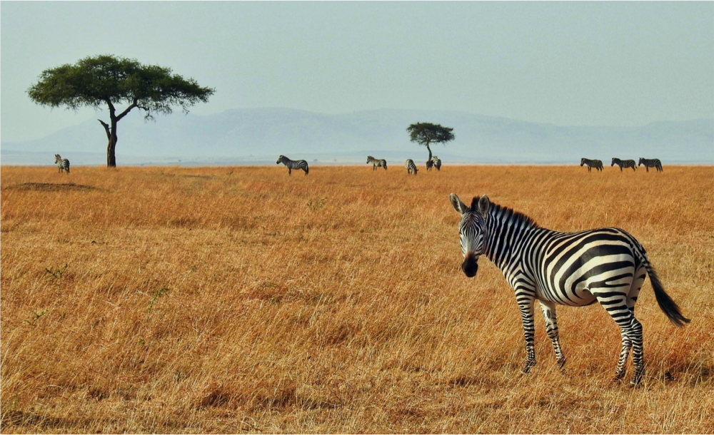 Highlights of Kenya and Tanzania 3