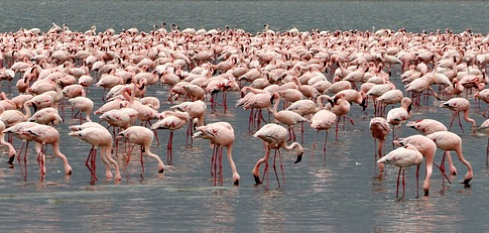 Awesome Kenya 3
