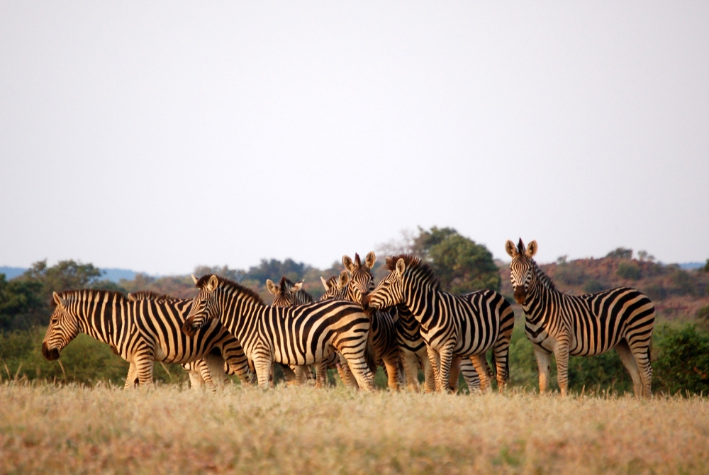 Best Of Botswana & Victoria Falls 3