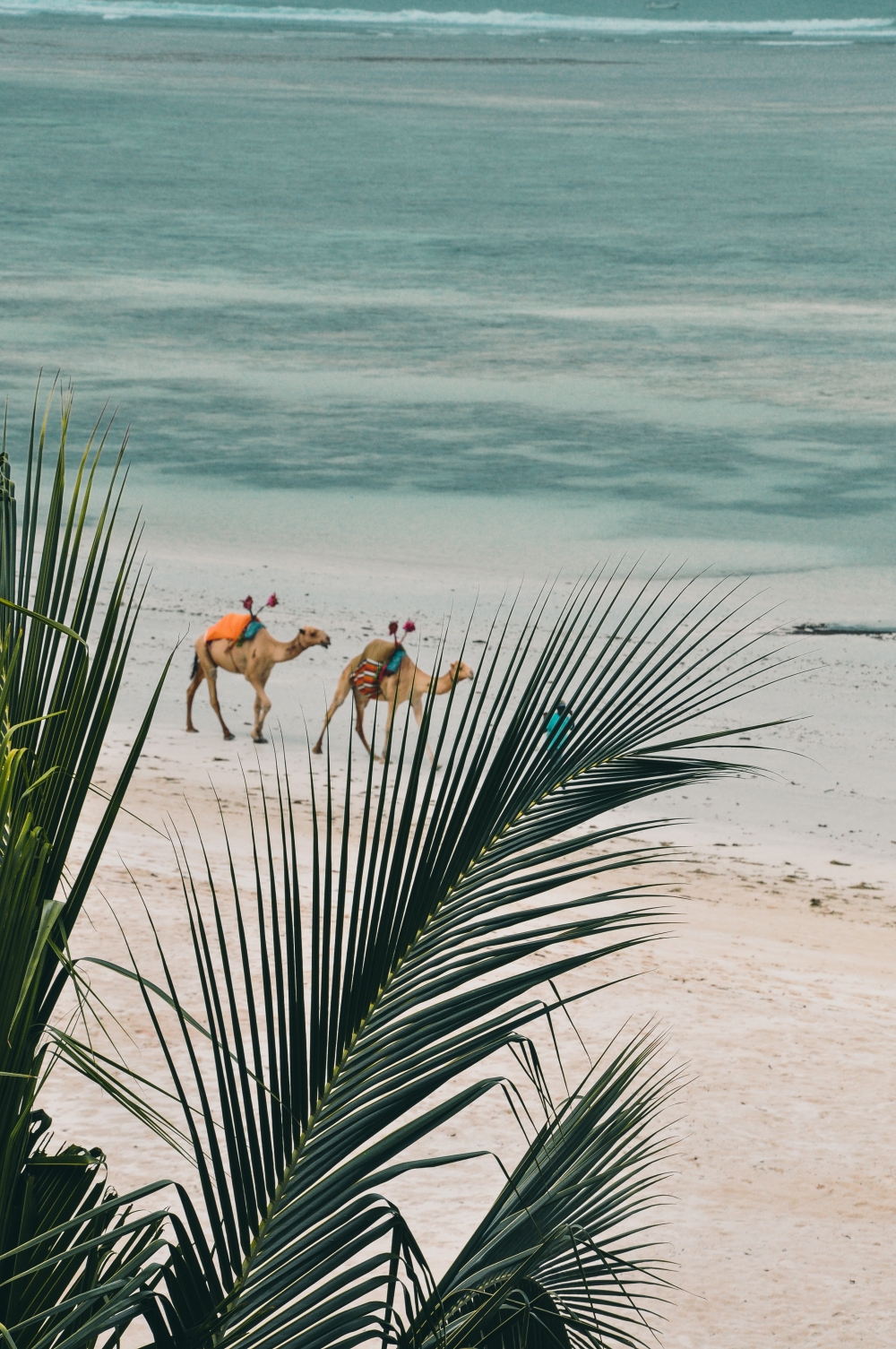 8 Day Safari with Mombasa Extension 7