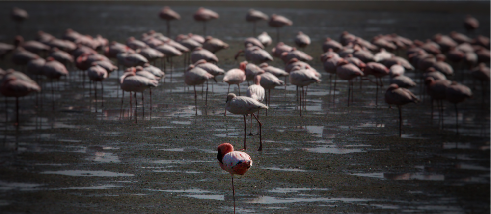 Namibia Highlights Luxury Safari 3