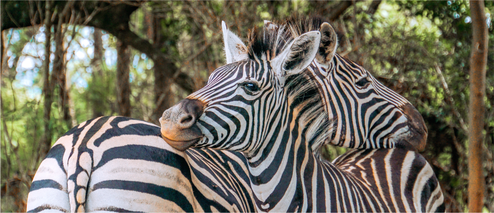 Namibia Highlights Luxury Safari 5