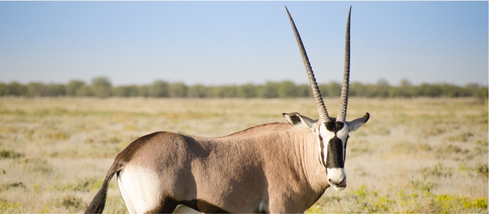Namibia Highlight Standard Safari 6