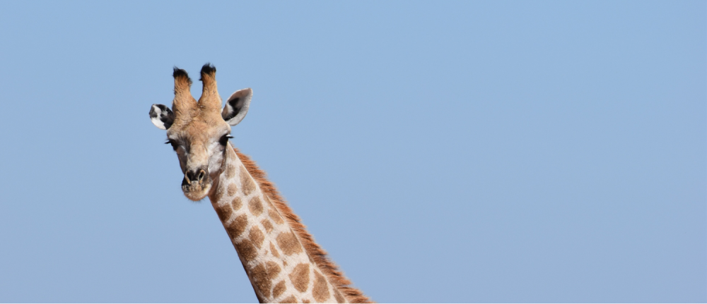 Namibia Highlight Standard Safari 7