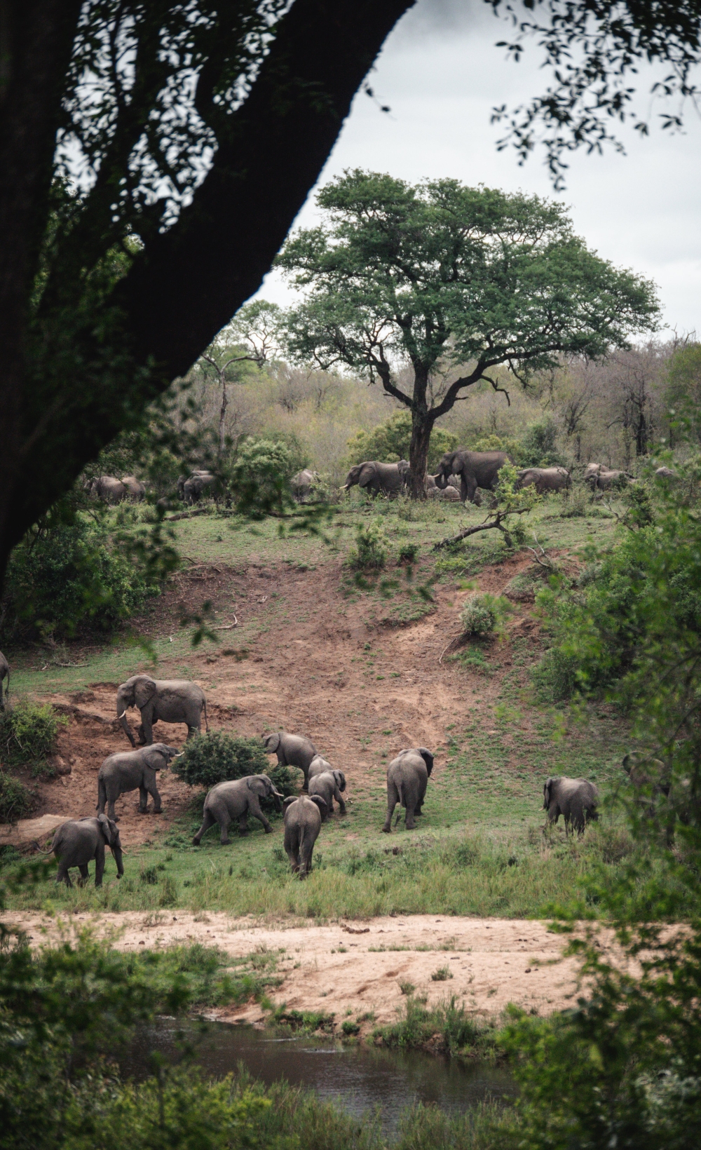Cape Town and Kruger Safari - Standard 3