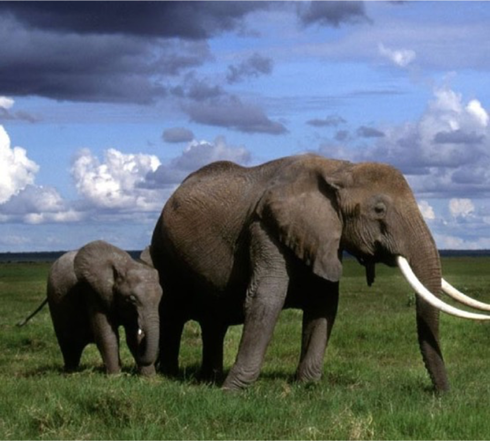 Amboseli and Mara 4