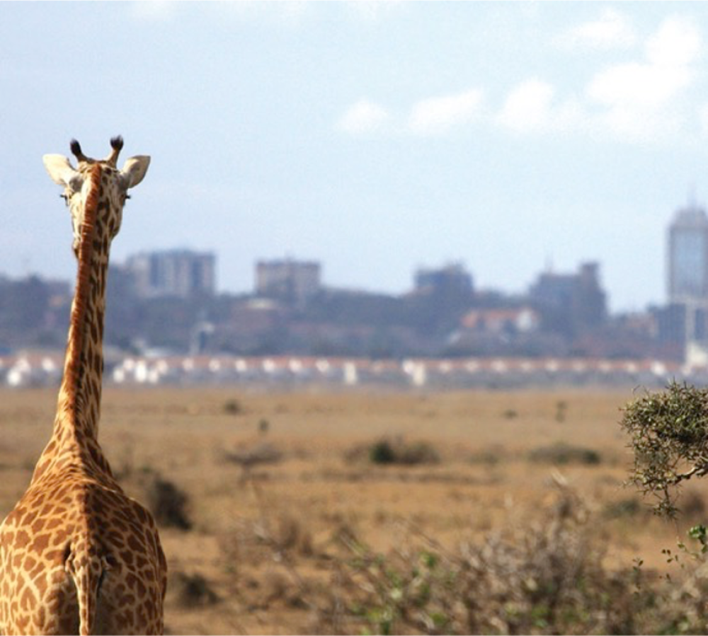 Awesome Kenya 4