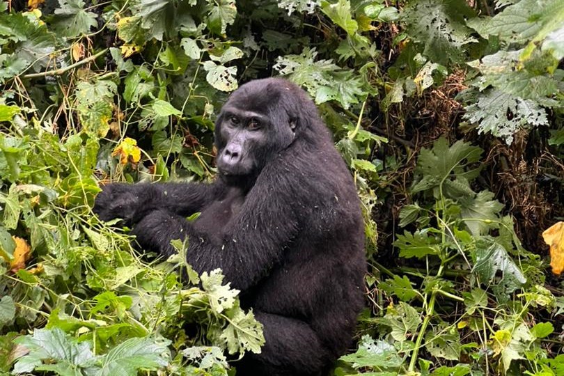 Rwanda Gorilla Safari